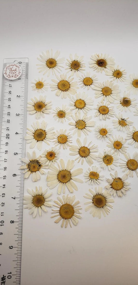 Pressed Daisy flower Sheet : White