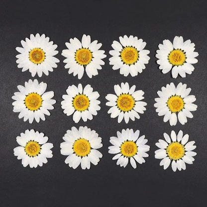 Pressed Daisy flower Sheet : White