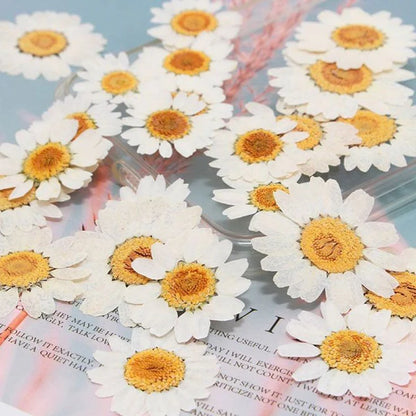 Pressed Daisy flower Sheet : White