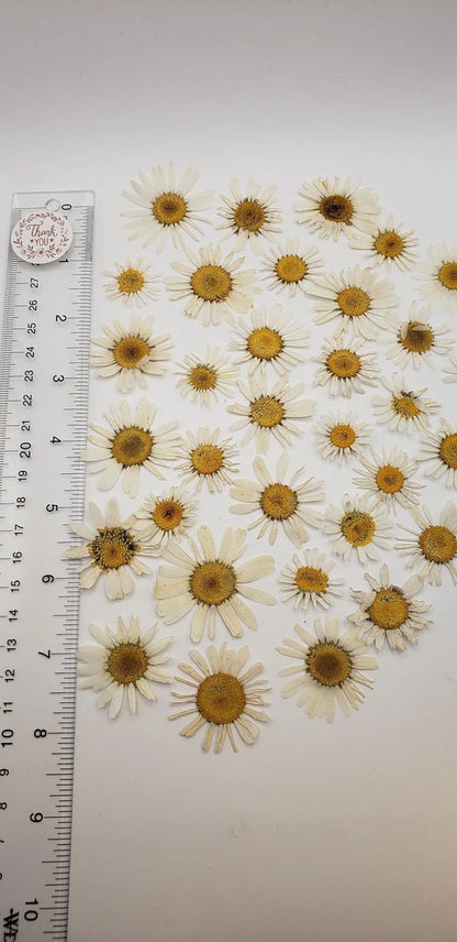 Pressed Daisy flower Sheet : White