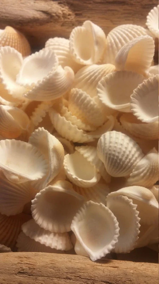 Sea Shells - White