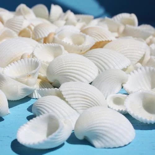 Sea Shells - White