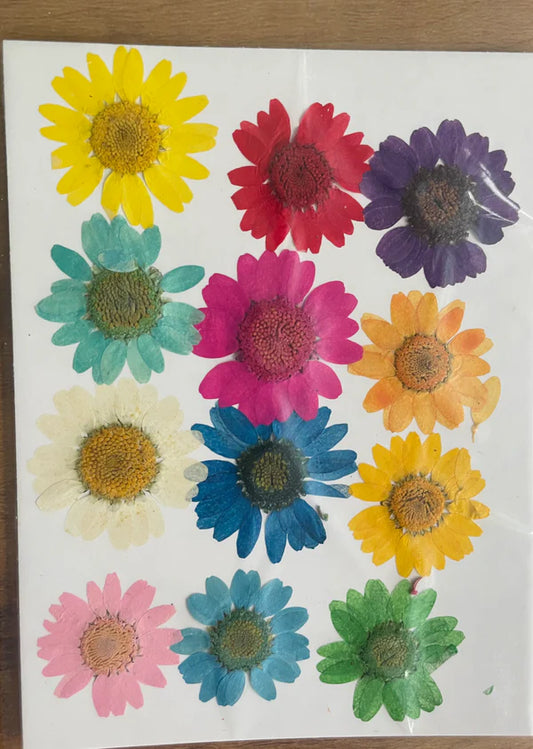 Pressed Dry Daisy Sheet : Multi